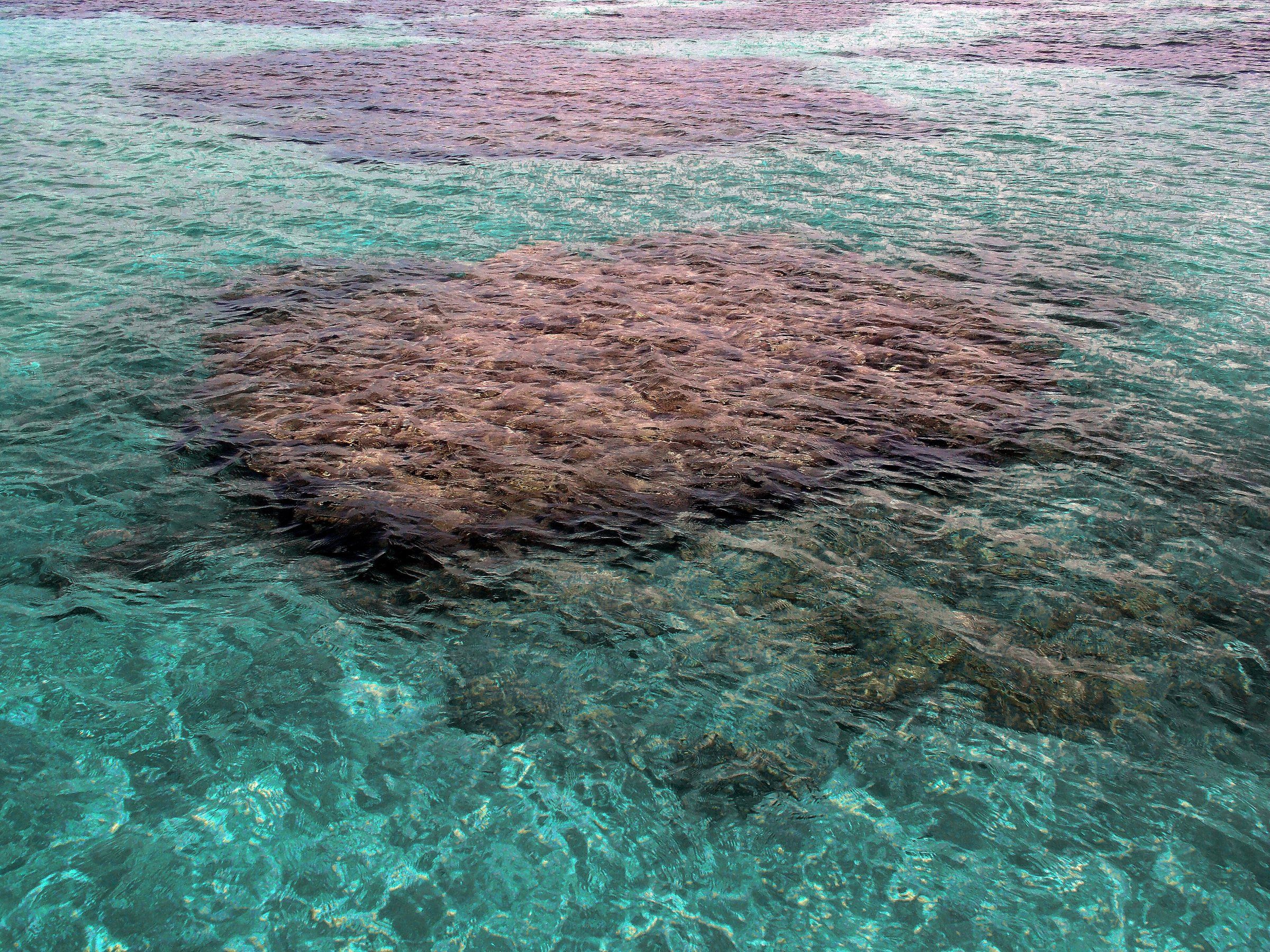 Recife de coral visto de cima através da água transparente e turquesa das piscinas naturais de Maragogi