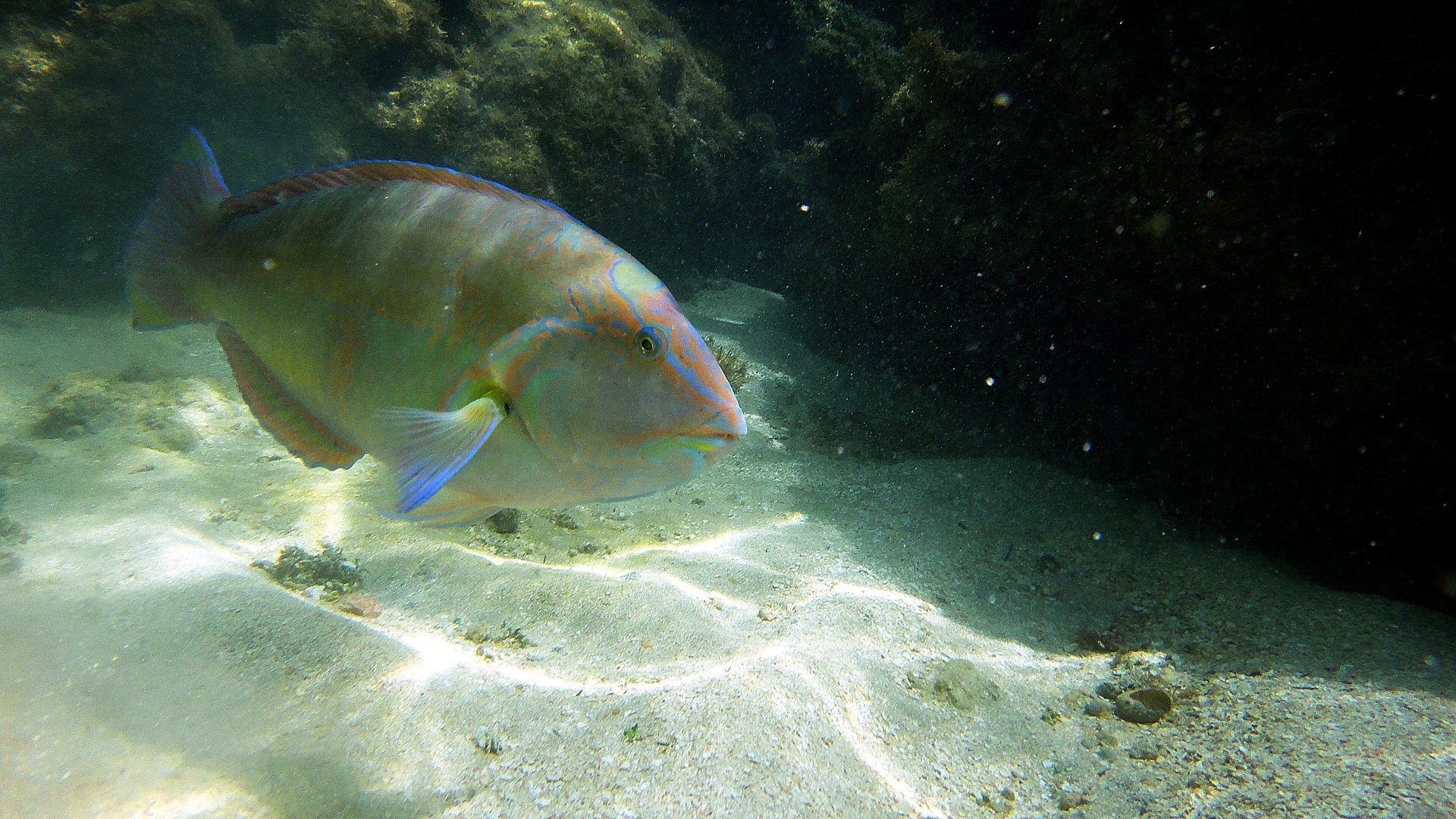 Peixe-papagaio nadando sobre a areia nas piscinas naturais de Maragogi