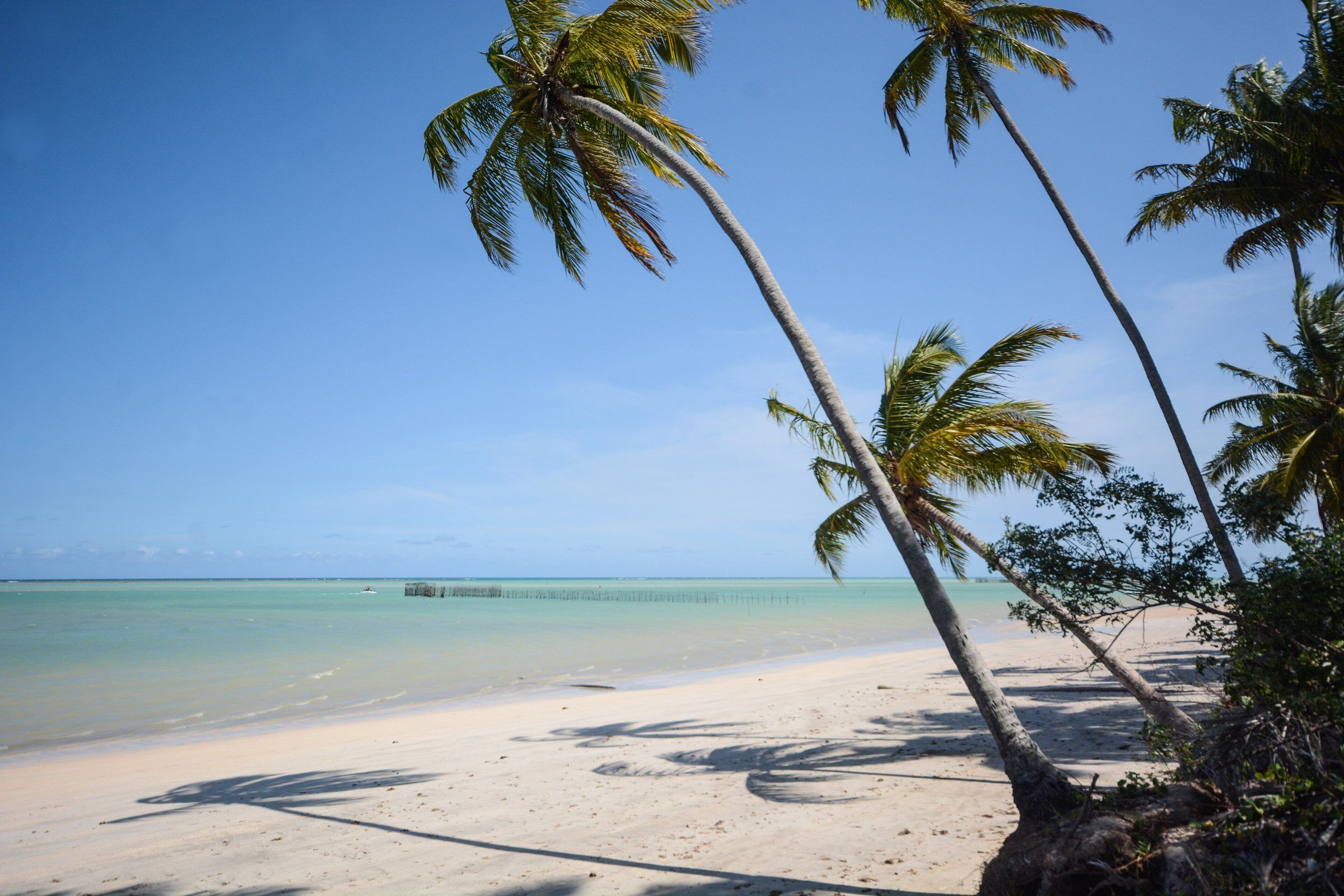 Coqueiros inclinados sobre a areia da praia de Ponta de Mangue, em Maragogi, com o mar calmo