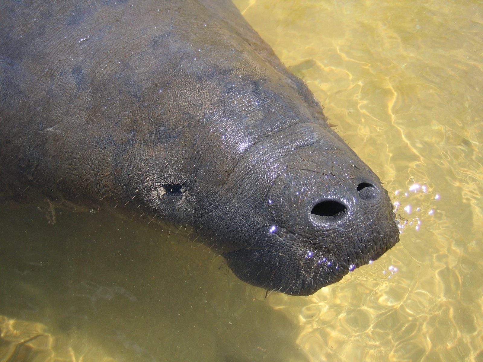 Santuário do Peixe-Boi (rio Tatuamunha)