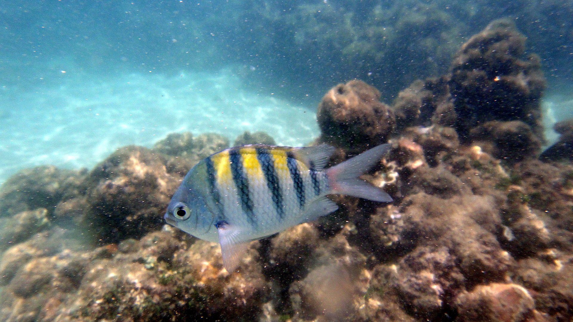 Peixe sargentinho, listrado de amarelo e preto, junto aos recifes das piscinas naturais de Maragogi