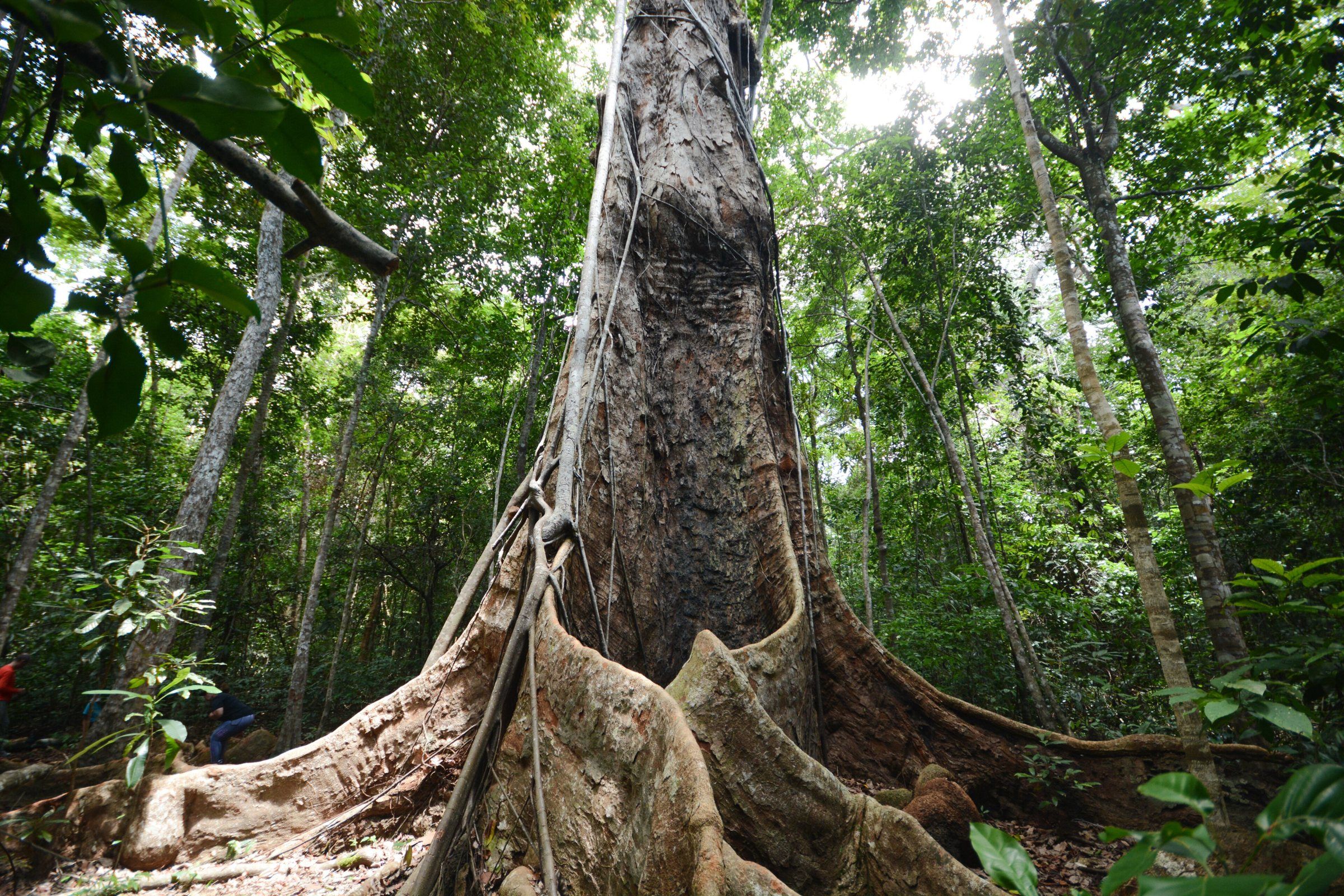 Árvore gigante de raízes tabulares na mata da Trilha do Visgueiro, em Maragogi